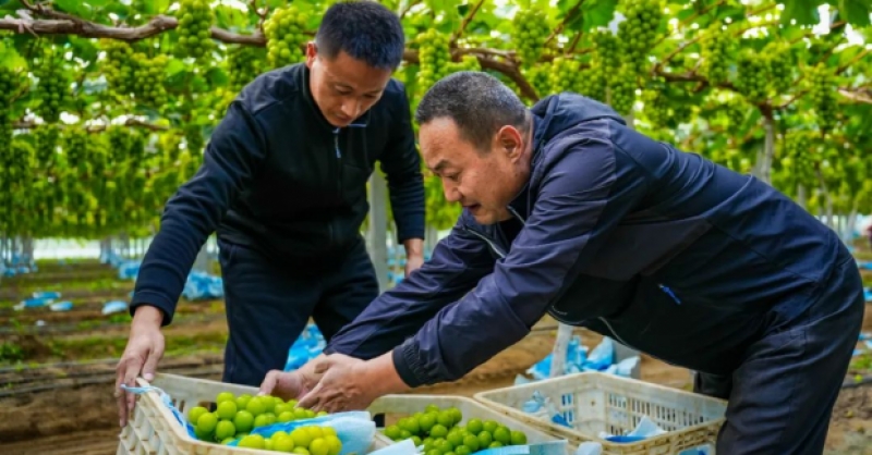 “農旅文”融合，繪就鄉村振興新圖景